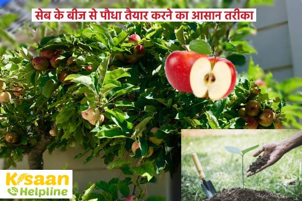 सेब के बीज से पौधा लगाने की आसान तकनीक, जानिए रोचक जानकारी के बारे में